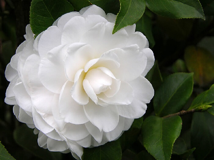 Hoa hải đường trắng mang ý nghĩa của sự tinh khôi